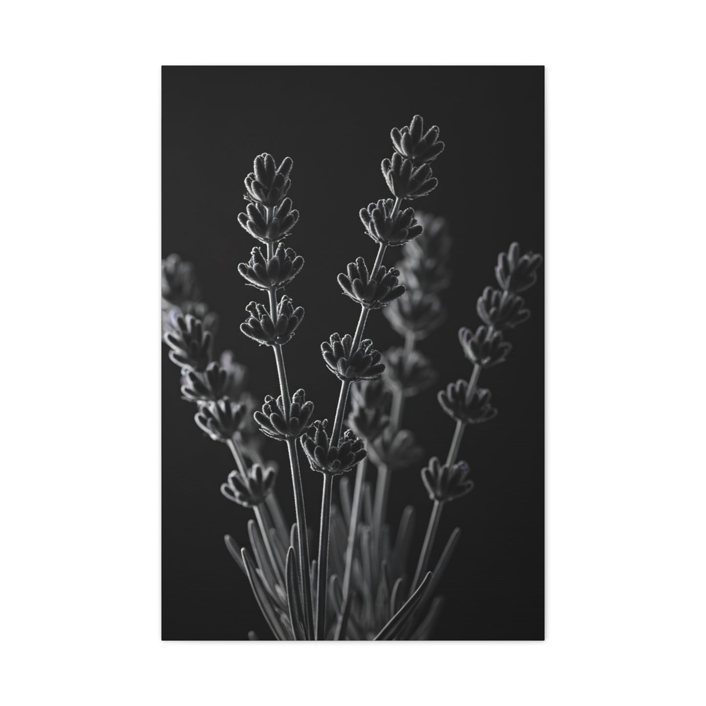 Lavender Silhouette Study Wall Art & Canvas Prints